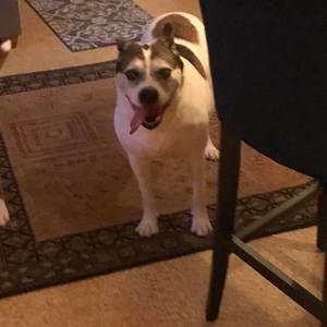 Meet your Posher, Toby